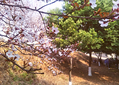 學校風景