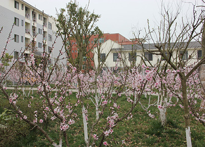 學校桃花林